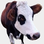 cow2