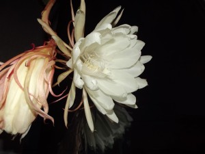 Epiphyllum4