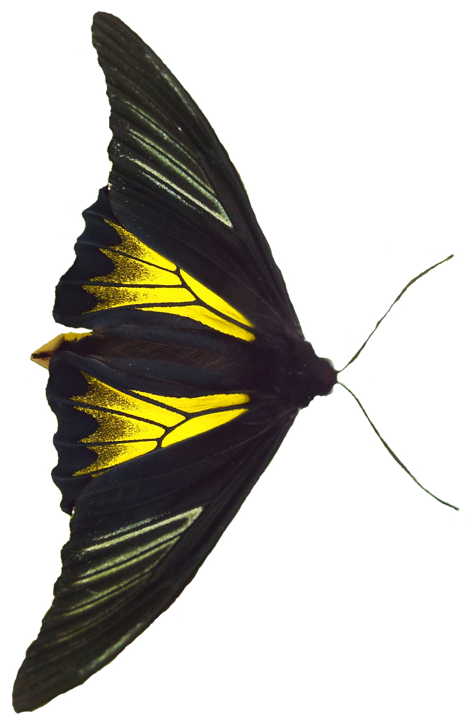 blackbutterfly