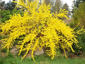 Forsythia